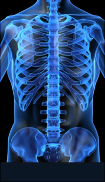 일산자생한방병원 허리질환 척추측만증-정상적인 사람의 척추 모습입니다.